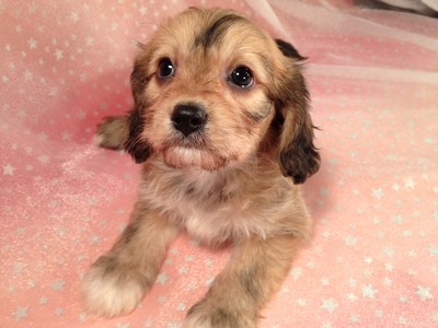 Tan and Brown Male Cavachon Puppy for sale in Iowa 2012 September